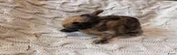 French Lop rabbits for sale: French lop x English spot  - Advert 7