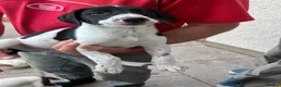 Mixed Breed dogs for sale: Dalmatian Collie Cross - Advert 3