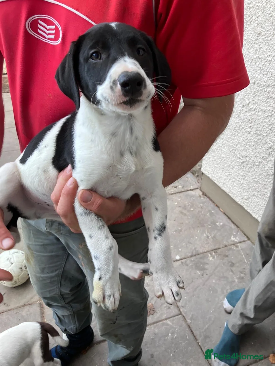 Mixed Breed dogs for sale: Dalmatian Collie Cross - Advert 3