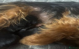 Yorkshire Terrier dogs for sale: Gorgeous small Yorkshire terrier puppies  - Image 5