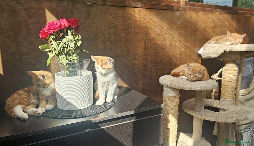 Mixed Breed cats for sale: 4 Ginger Kittens READY FOR A NEW HOME/WEST DRAYTO - Image 5