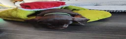 Dachshund dogs for sale: Puppies  - Advert 5