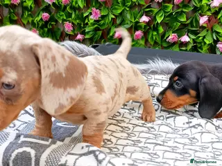 Dachshund dogs QUALITY LH/SMOOTH MIN DAXIS KC REG PRA CLR - Advert 5