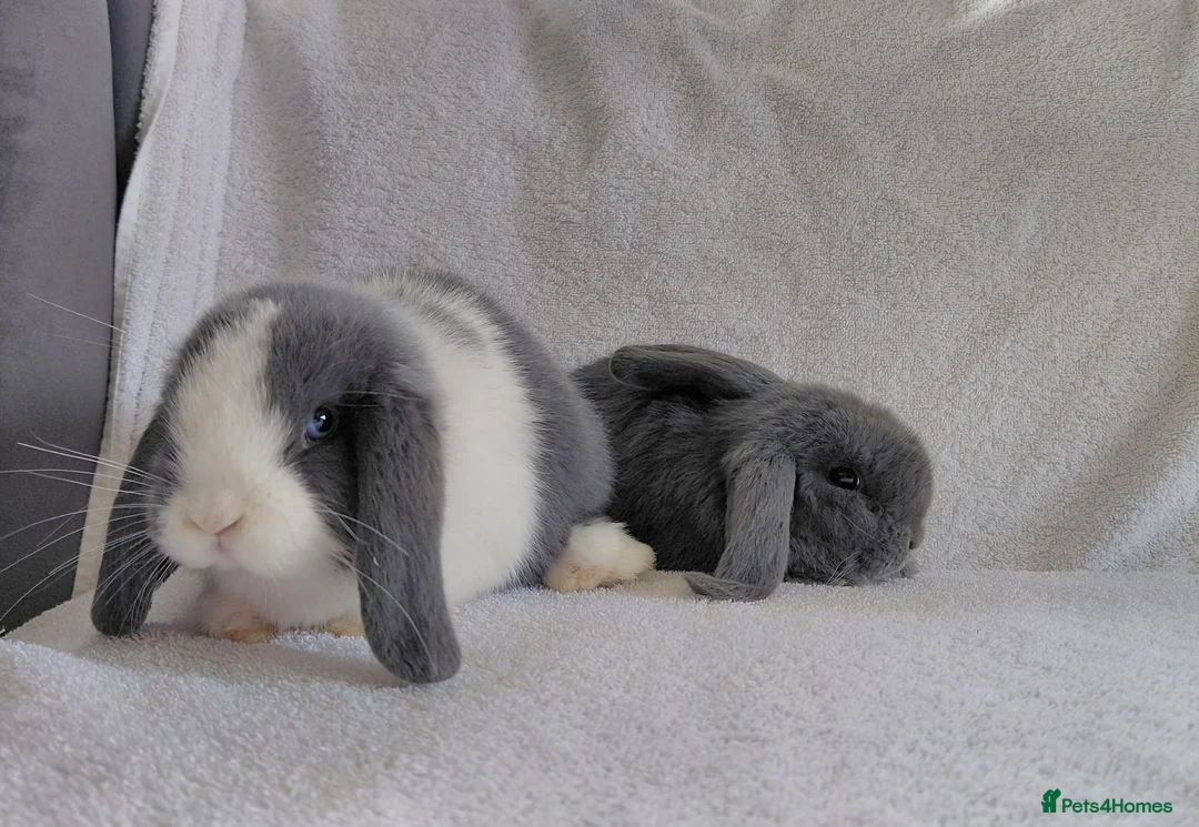 Mini Lop rabbits for sale: Gorgeous Mini Lop Does for sale - Advert 5