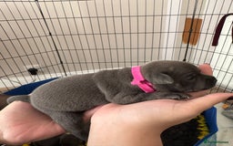 Staffordshire Bull Terrier dogs for sale: 🐶 KC Reg Staffordshire Bull Terrier Puppies 🐶 - Image 10