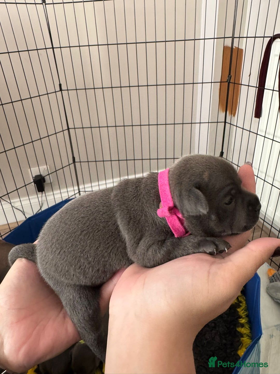 Staffordshire Bull Terrier dogs for sale: 🐶 KC Reg Staffordshire Bull Terrier Puppies 🐶 - Image 10