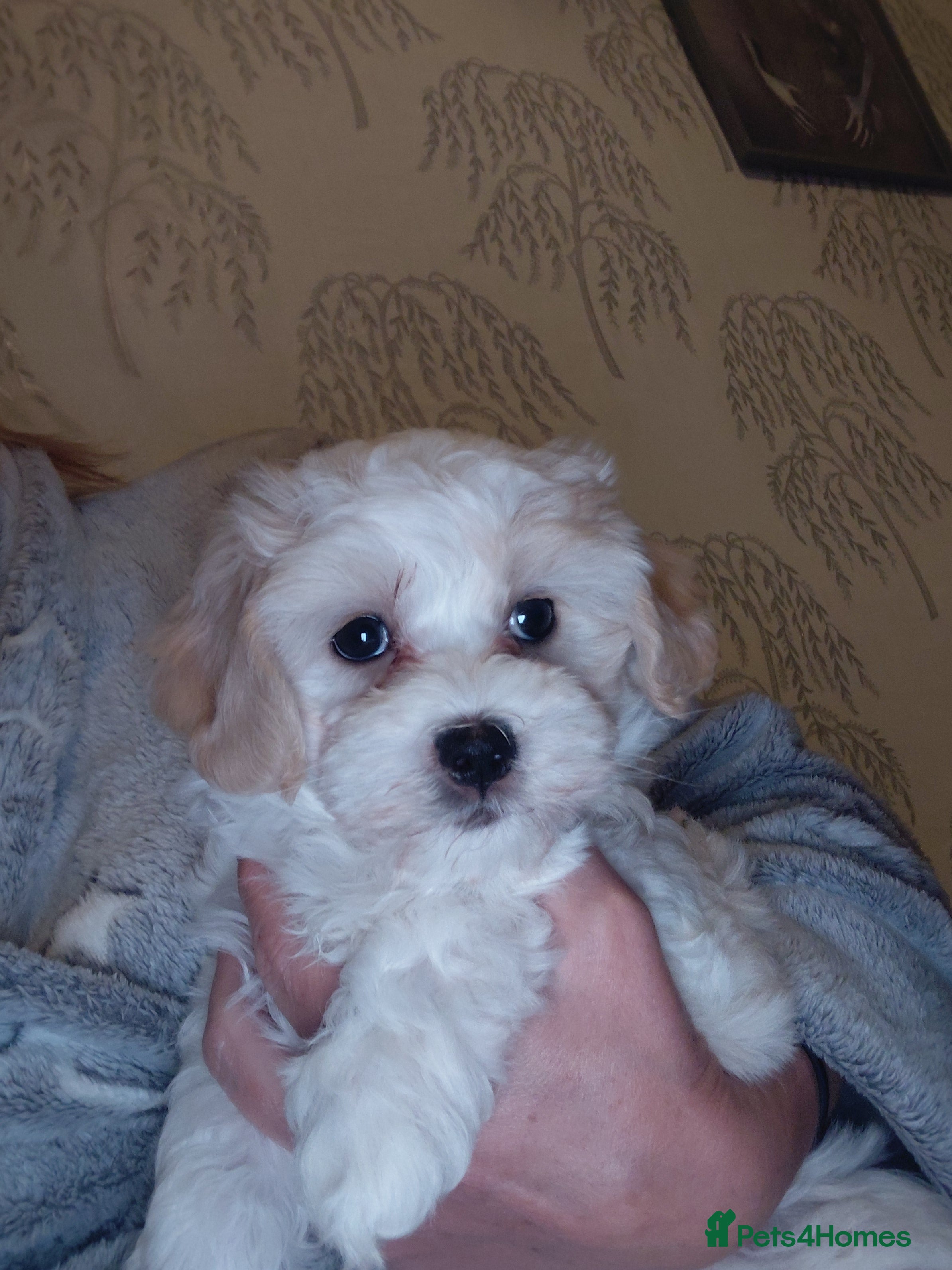 Maltipoo dogs F1 tiny adorable maltipoo  - Advert 5