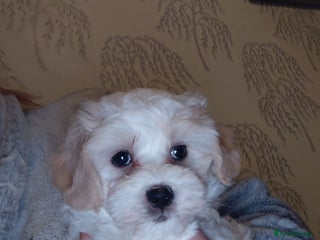 Maltipoo dogs F1 tiny adorable maltipoo - Advert 2