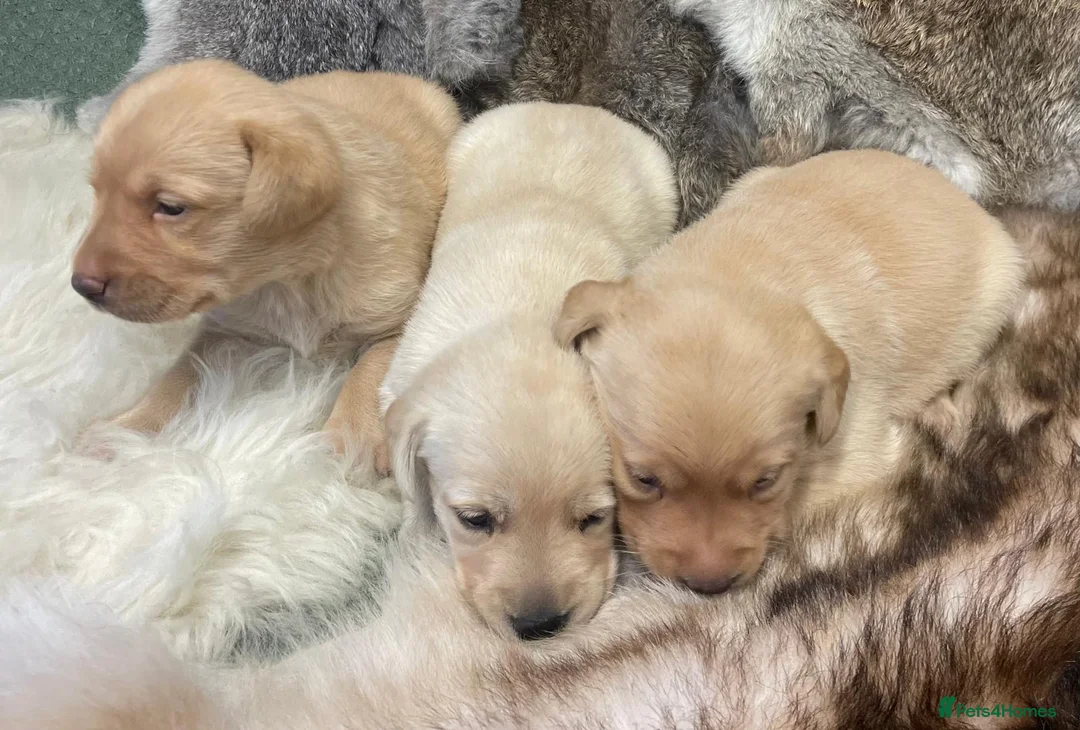 Labrador Retriever dogs for sale: Gin & Billy have Puppies! KC Health Tested - Advert 2