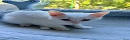 Mixed Breed cats for sale: Boy and a girl  - Advert 6