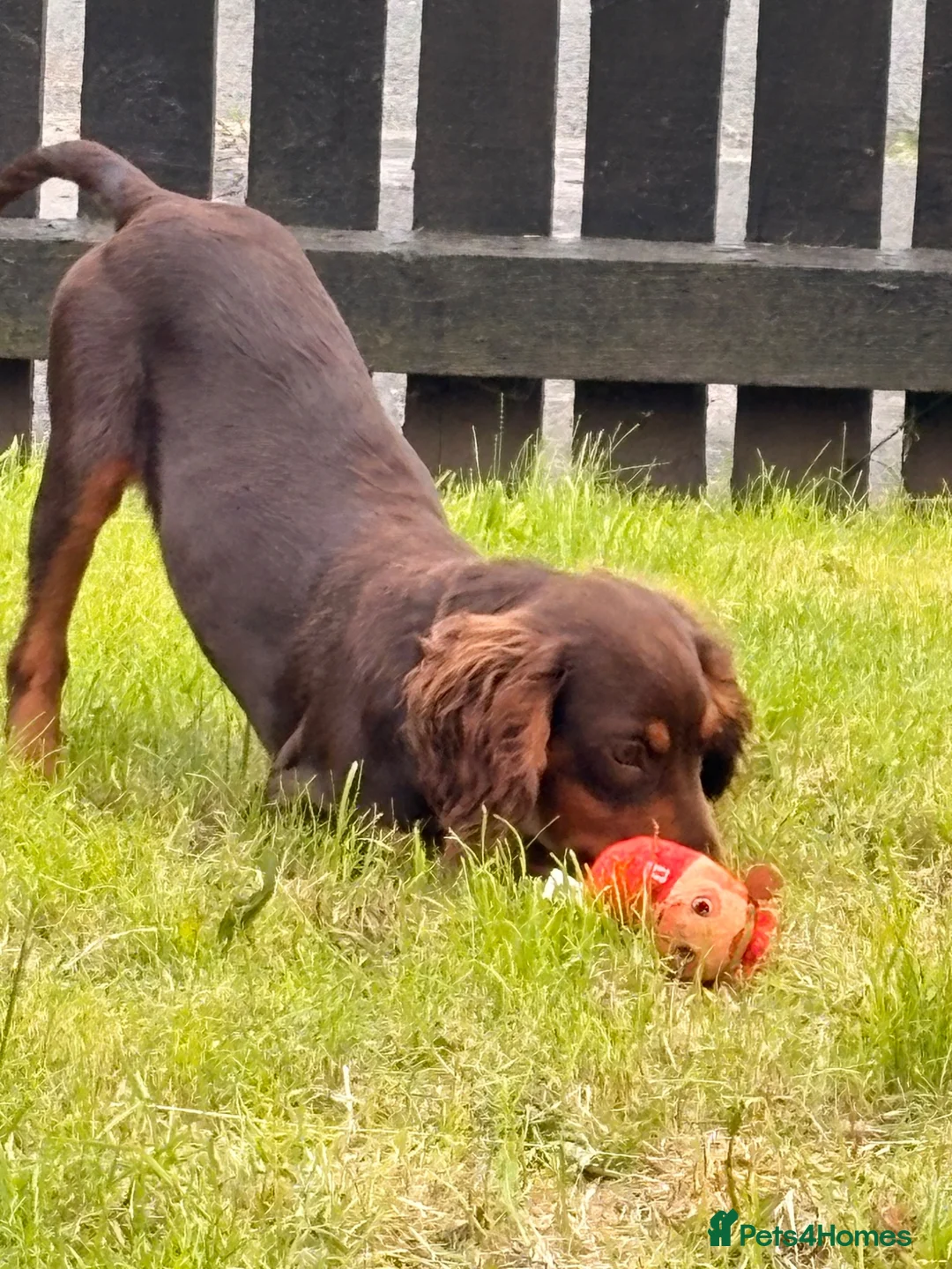 English Springer Spaniel dogs for sale: 5 month old male  - Advert 2