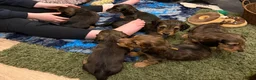 Dachshund dogs for sale: 2 KC Standard Long Haired Dachshund Puppies - Advert 16