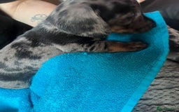 Miniature Dachshund dogs for sale: 4 male miniature Dachshund puppies for sale  - Image 8