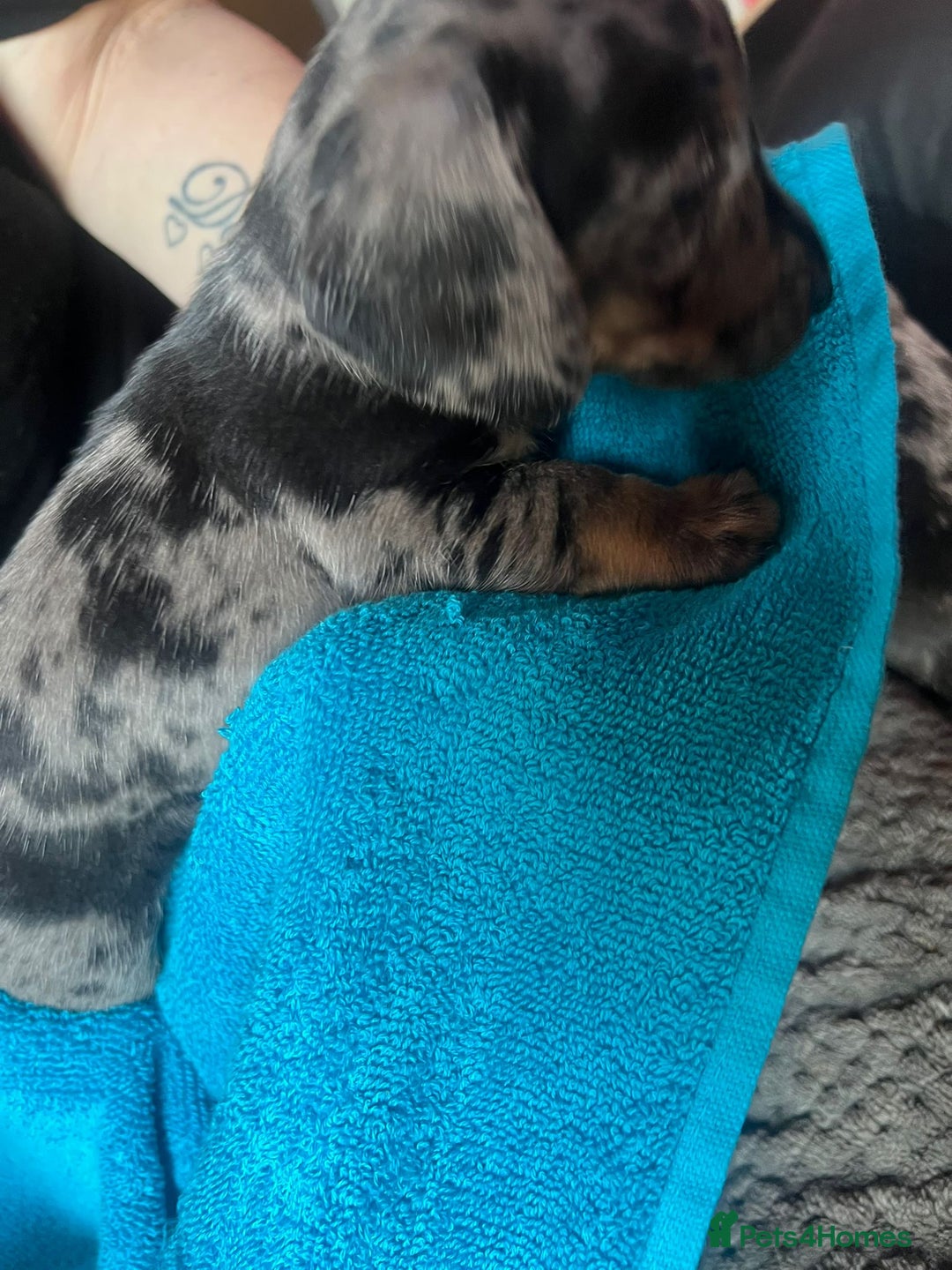 Miniature Dachshund dogs for sale: 4 male miniature Dachshund puppies for sale  - Image 8