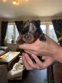 Dachshund Puppy 3