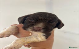 English Springer Spaniel dogs for sale: Kc Springer Spaniel Puppies - Image 6
