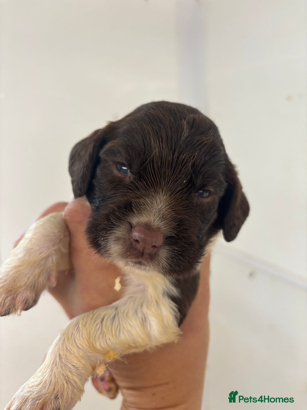 English Springer Spaniel dogs for sale: Kc Springer Spaniel Puppies - Image 6