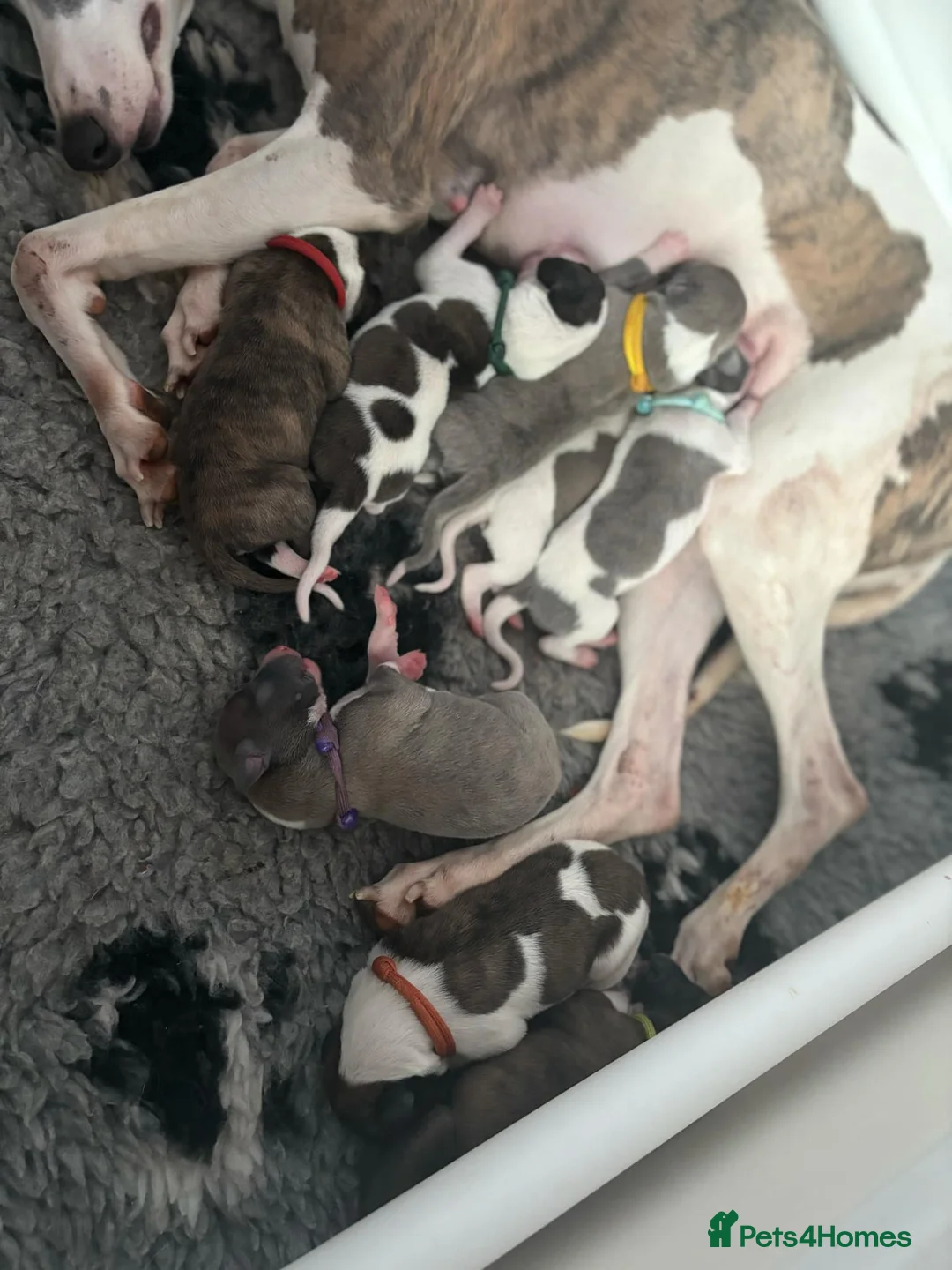 Whippet dogs for stud: Kawrsing Whippets - Advert 11