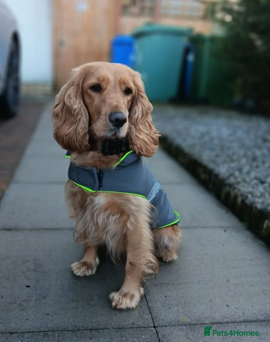 Cockapoo dogs for sale: Cockapoos - Advert 32
