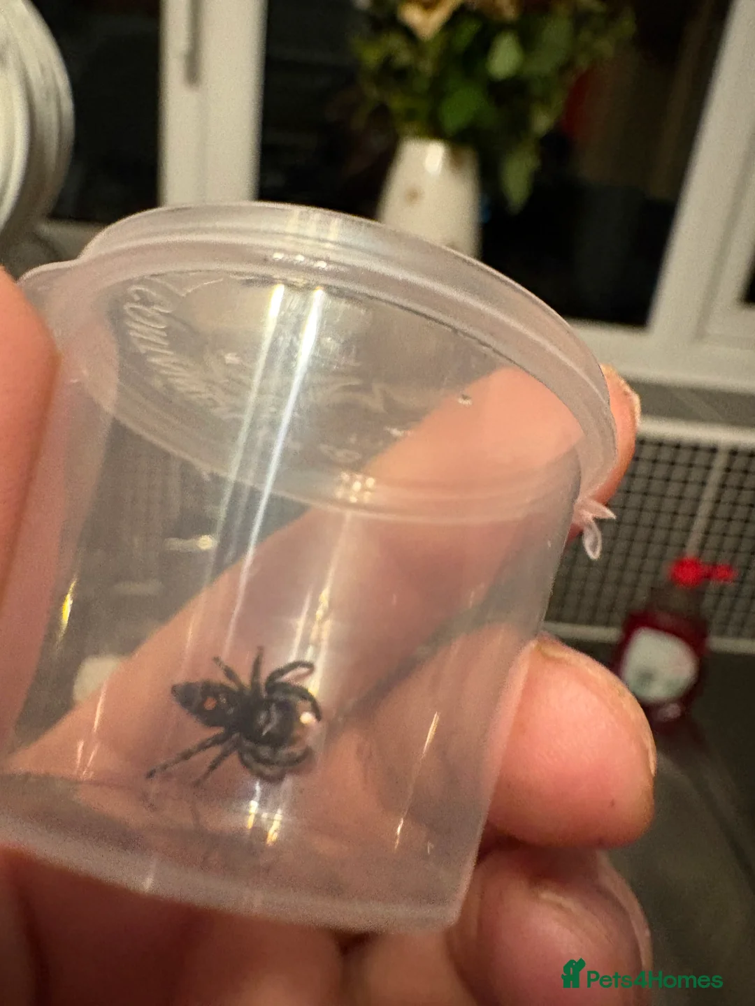 Spiders invertebrates for sale: Male jumping spider - Advert 2