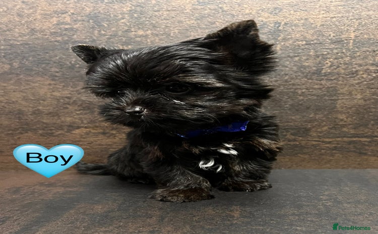 Yorkshire Terrier dogs - Advert 11