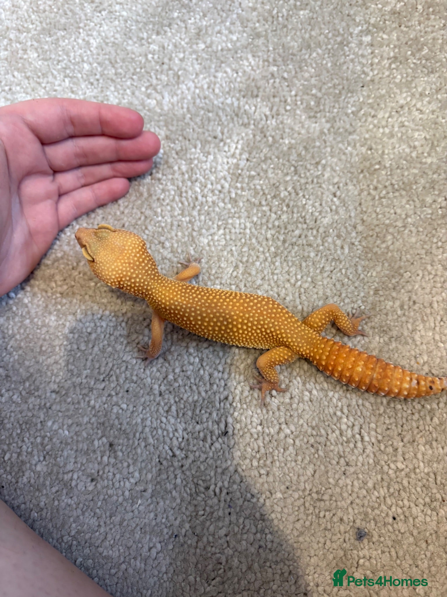 Leopard Gecko reptiles Leopard gecko  - Advert 16