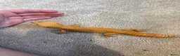 Leopard Gecko reptiles for sale: Leopard gecko  - Advert 1