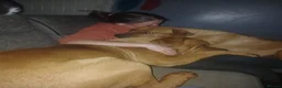 Mixed Breed dogs for sale: 14 month old rottweiler cross - Advert 4