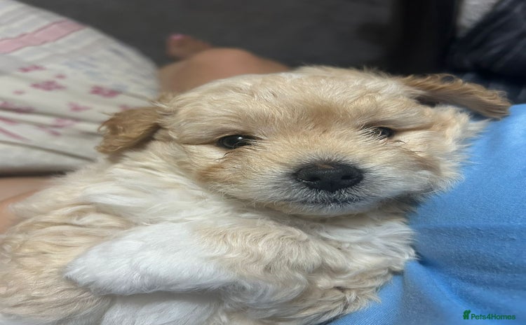 Mixed Breed dogs - Advert 1