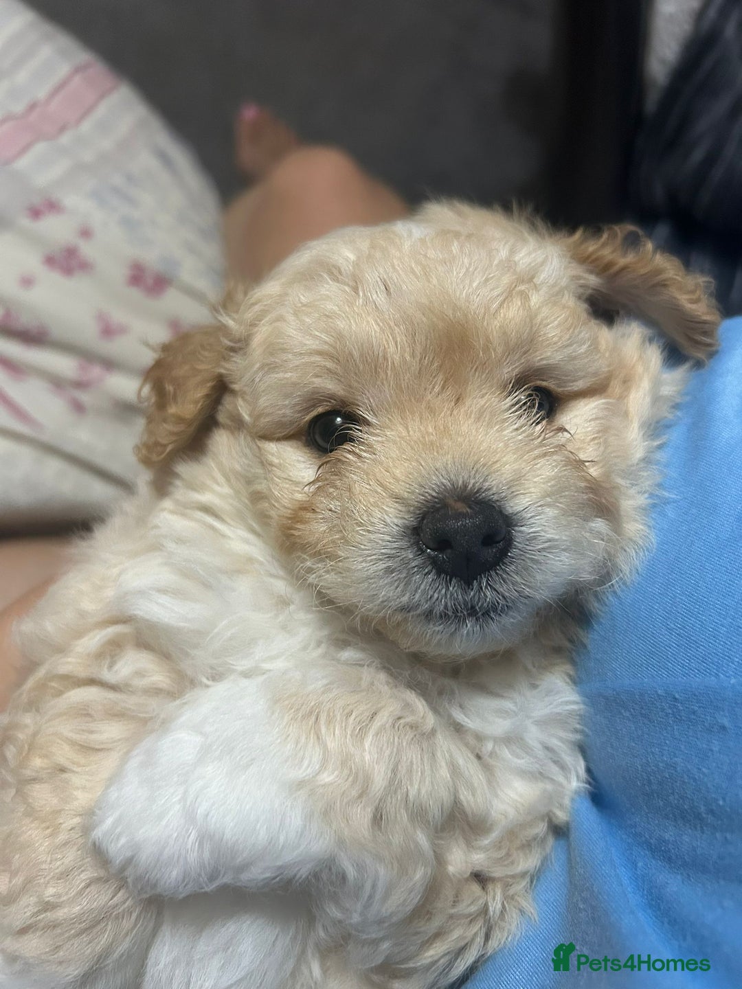 Mixed Breed dogs for sale: Pomapoo & Jackaranian Cross Puppies Ready Soon  - Image 1