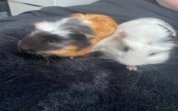 Guinea Pig rodents for sale: 2 Female Guinea Pigs - Image 1