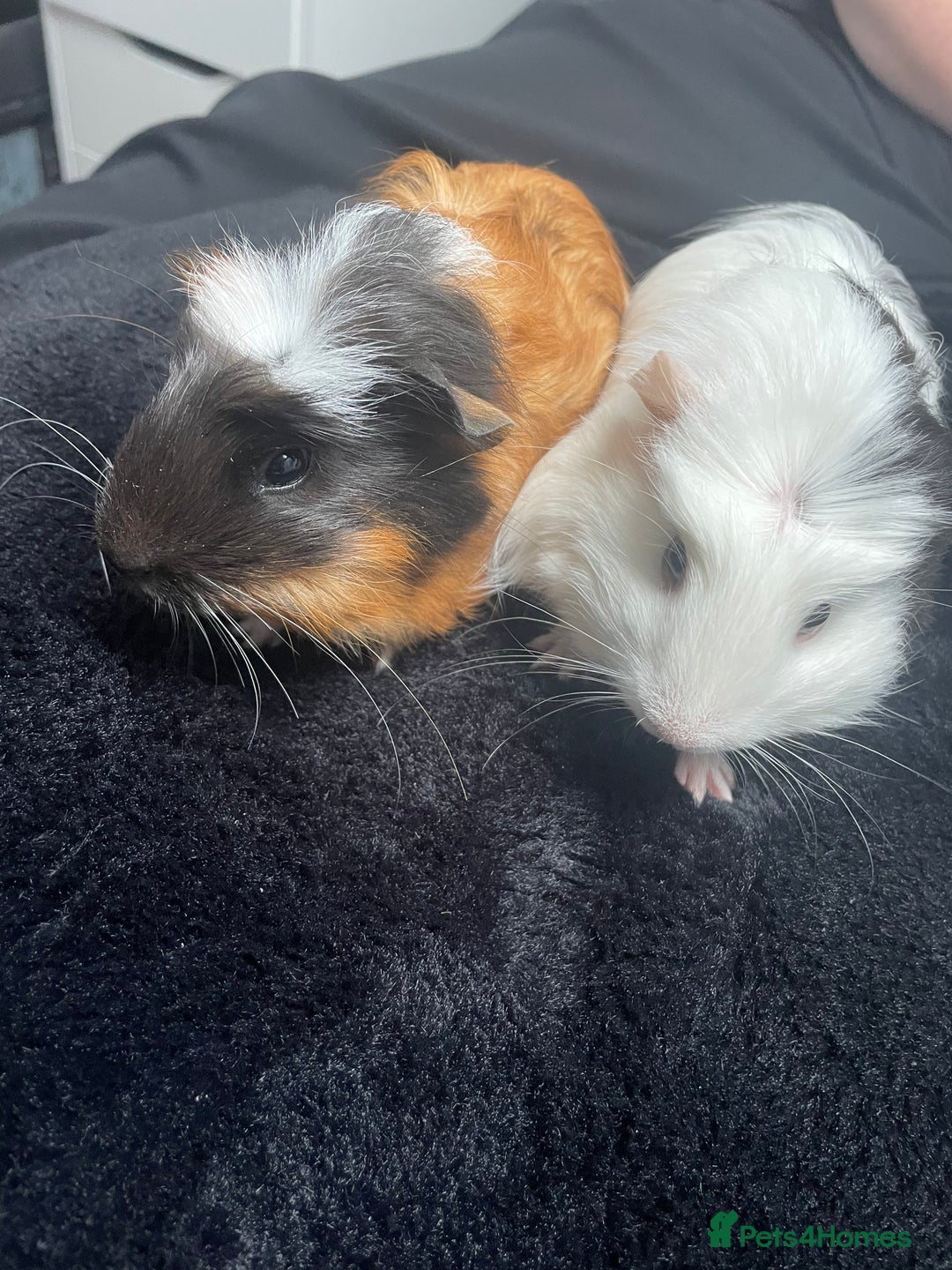 Guinea Pig rodents for sale: 2 Female Guinea Pigs - Image 1