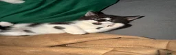 Mixed Breed cats for sale: Black & White Kitten for Sale  - Advert 8