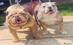 Old Tyme Bulldog dogs for sale: New English bulldogs available  - Image 1