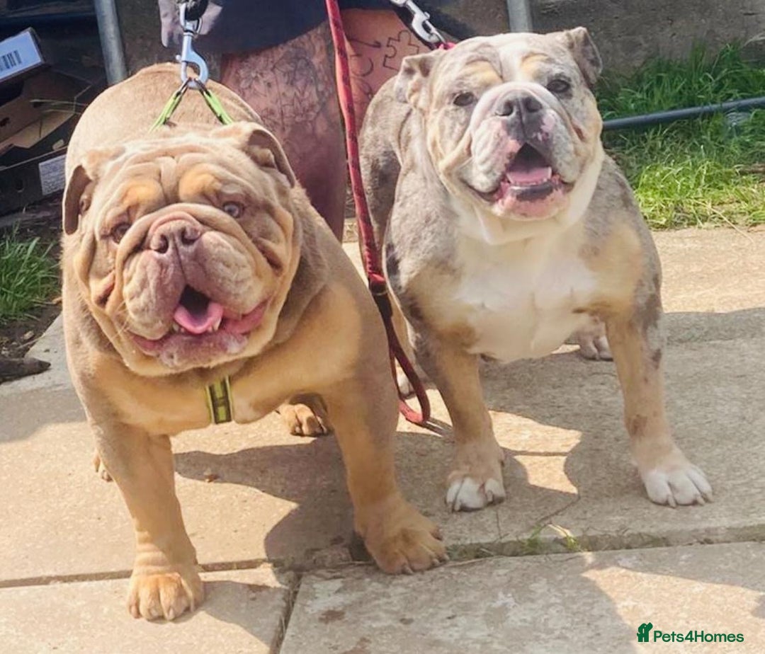 Old Tyme Bulldog dogs for sale: New English bulldogs available  - Image 1