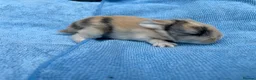 Mini Lop rabbits for sale: Stunning mini lops for sale  - Advert 4