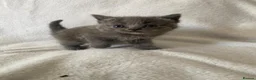 Ragdoll cats for sale: Ragdoll x Russian blue baby’s  - Advert 5