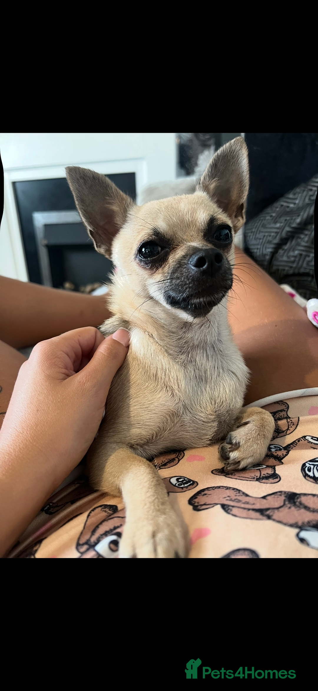 Chihuahua dogs for sale: 2 chihuahua Puppys  - Advert 3