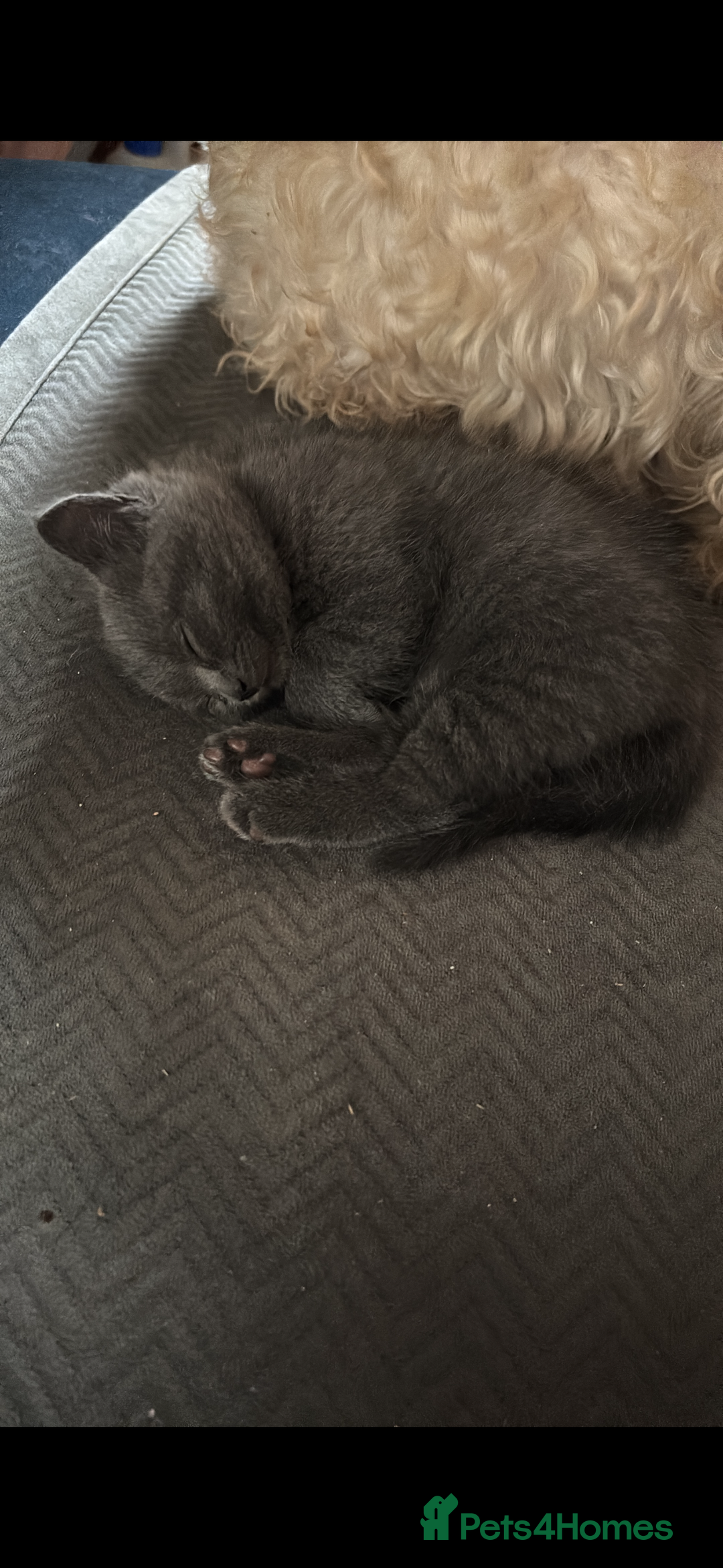 Scottish Fold cats for sale: Kittens for sale - Advert 10