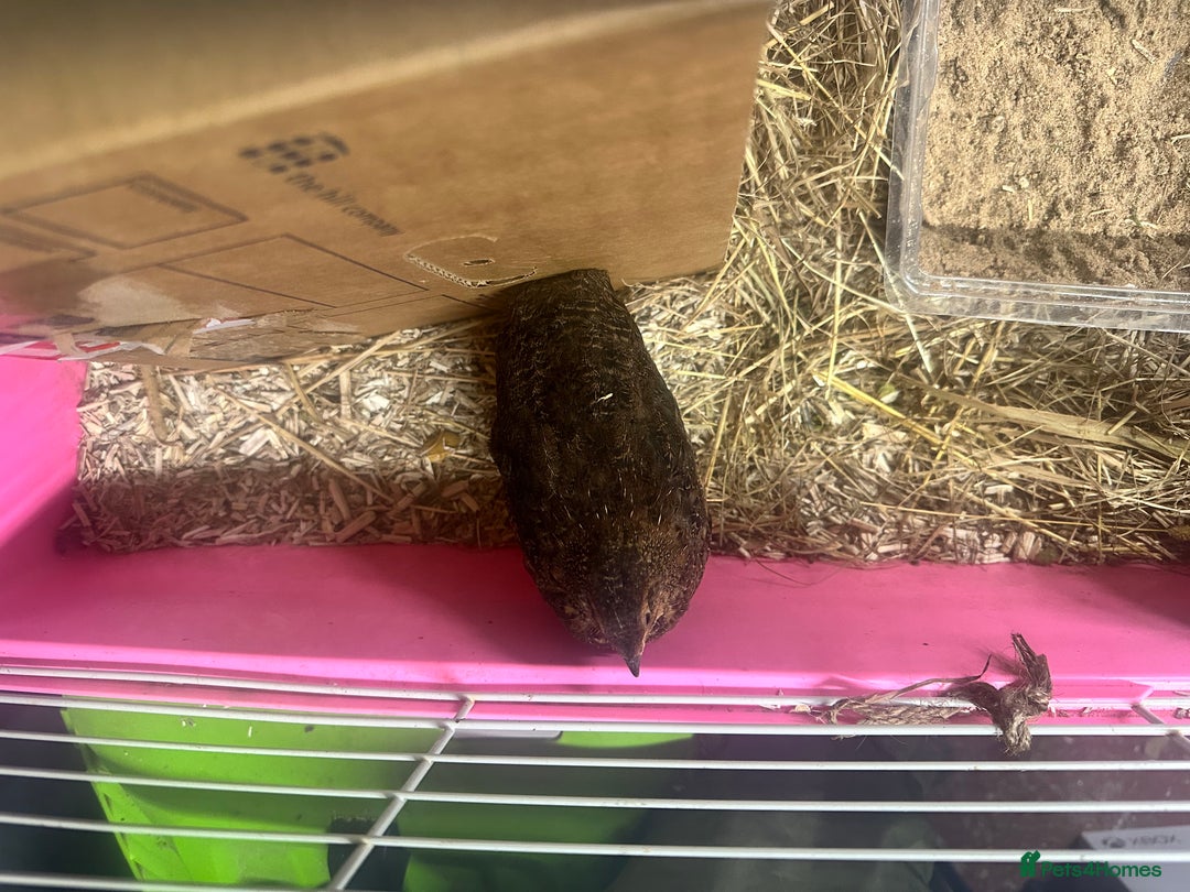 Quail poultry for sale: 3 coturnix quail roos  - Advert 4