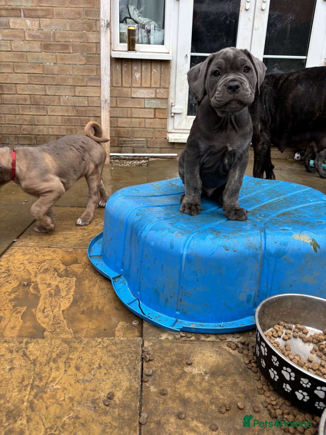 Mastiff dogs for sale: Mastiffs pups in Bury Saint Edmunds - Image 27