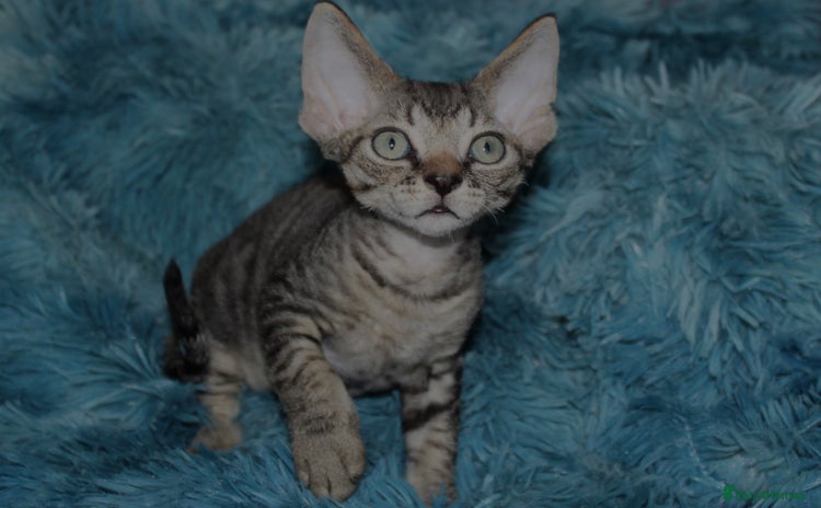 Devon Rex cats - Advert 2