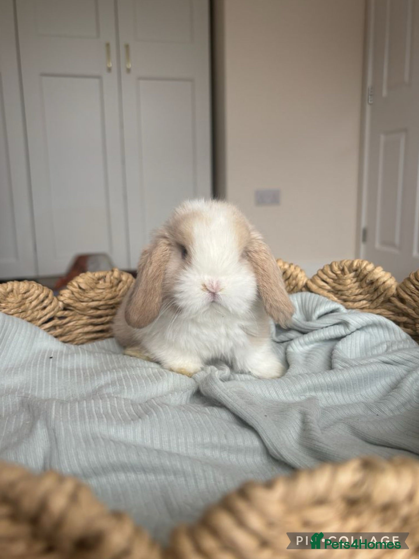 Mini Lop rabbits Stunning mini lops looking for forever homes✨🫶🏻 - Advert 5