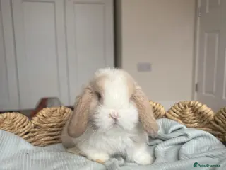 Mini Lop rabbits Stunning mini lops looking for forever homes✨🫶🏻 - Advert 5