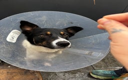 Mixed Breed dogs for sale: Collie mixed malinois  - Advert 3