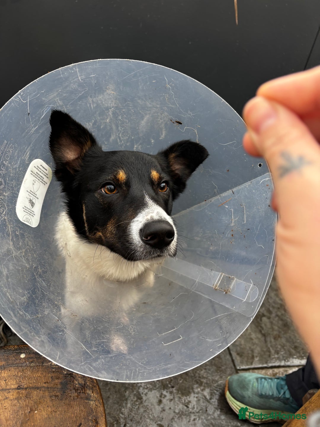 Mixed Breed dogs for sale: Collie mixed malinois  - Advert 3