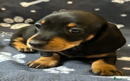 Miniature Dachshund dogs for sale: Stunning Miniature Dachshund Pups - Image 17