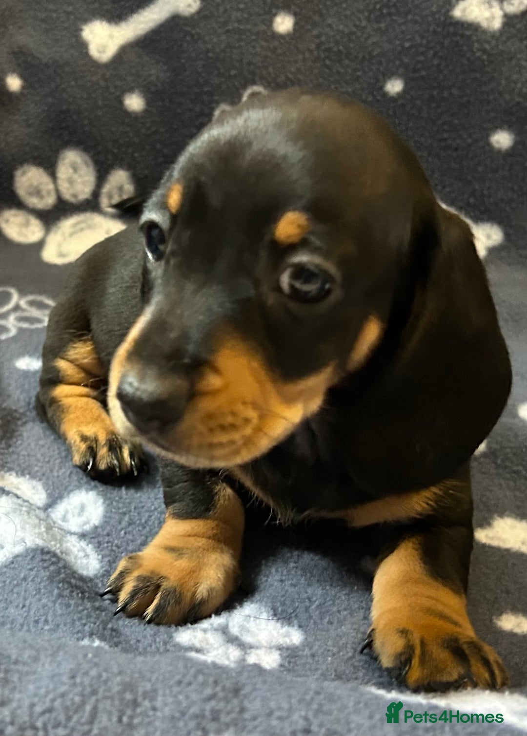 Miniature Dachshund dogs for sale: Stunning Miniature Dachshund Pups - Image 17