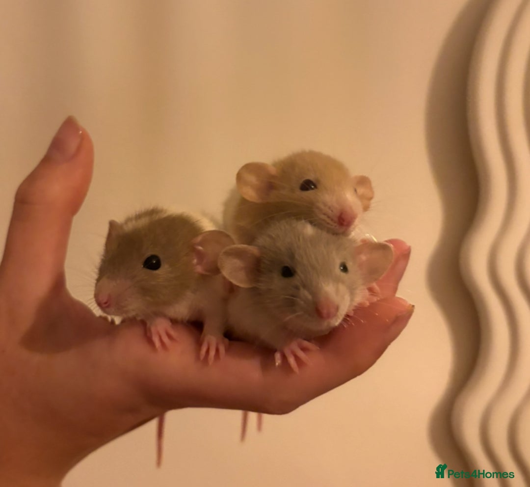 Rat rodents for sale: Baby rats (males and females) - Image 2