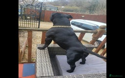 Staffordshire Bull Terrier dogs for stud: KENZDUO PENNE   CALL NAME ZEUS - Image 4